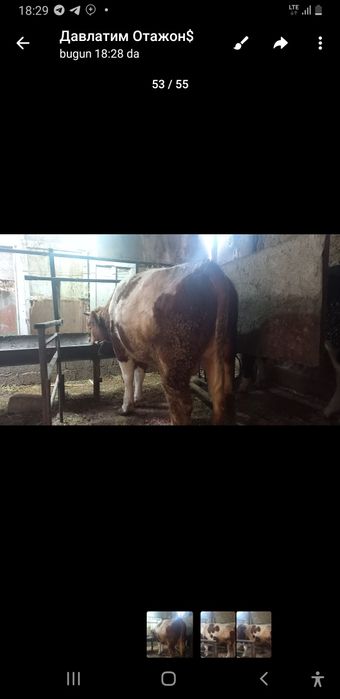 Buqa sotiladi yeb ichishi zor