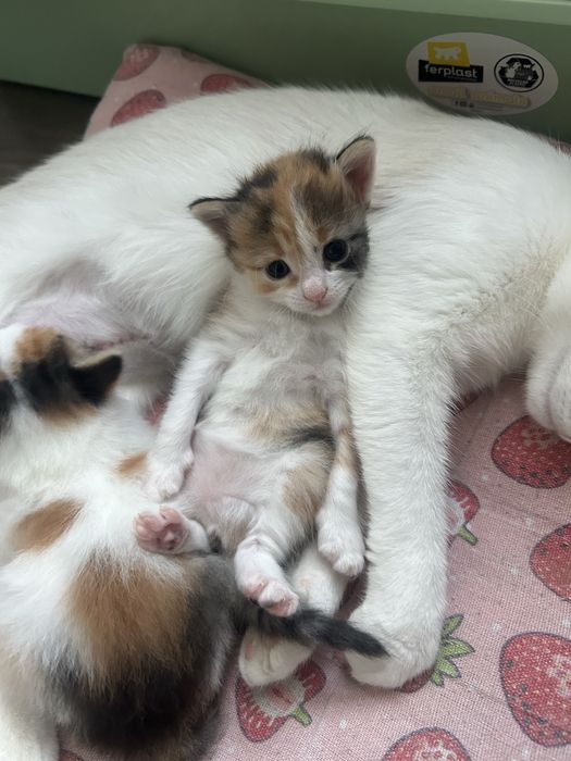 Pui de pisica calico
