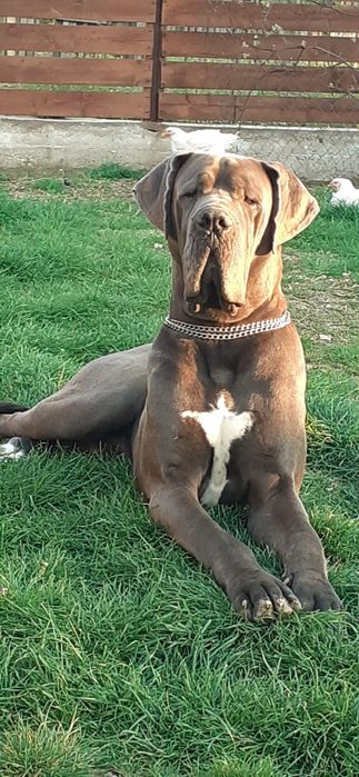 Dog german- Excepțional!