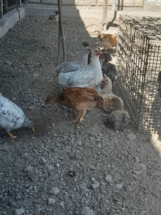 Продам домашних цыплят