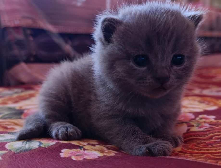 Порода:Британская короткошерстная