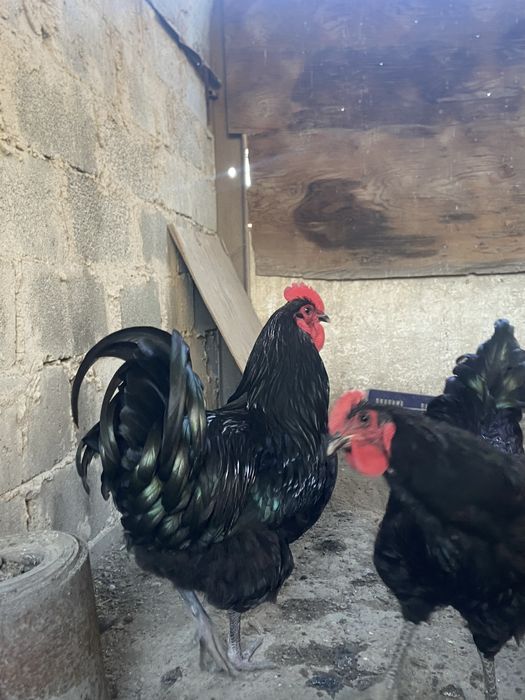 Джерсийский гигант Петухи