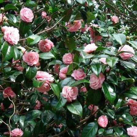 Camelie diverse culori