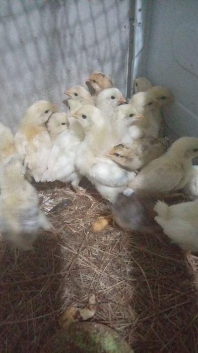 Цыплята домашние