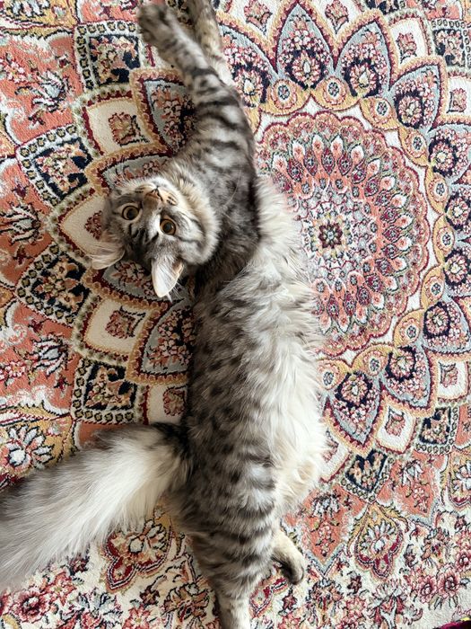 Отдам кота в добрые руки