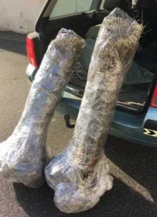 Lemn Cainesc, Ligustrum Vulgare Ovalifolium 50cm-1m+