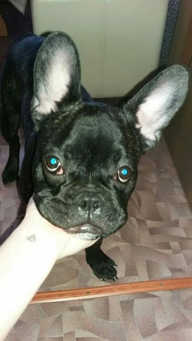 Вязка французского бульдога