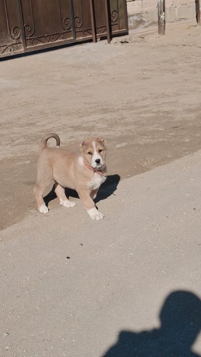 Линясы Стипан екі жарым аилық