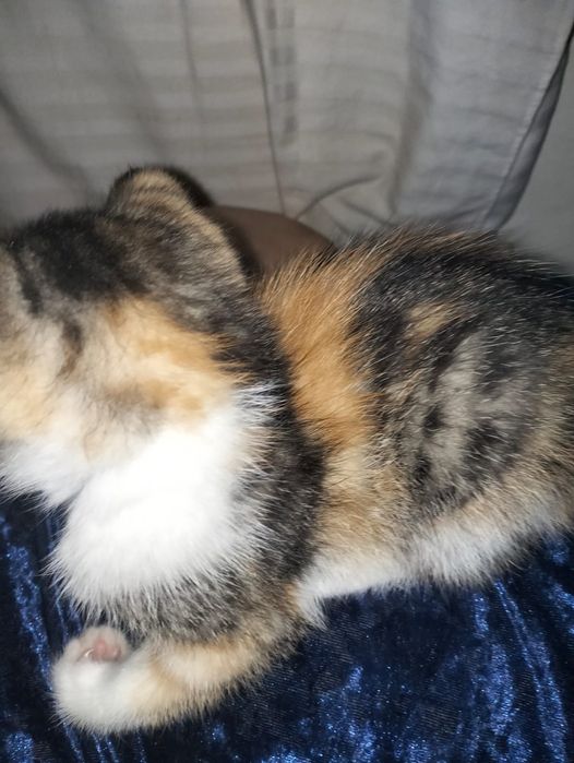 Котята трехцветные символ удачи