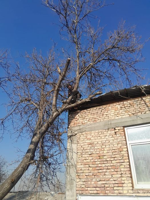 Спил деревьев обрезка плодовых деревьев