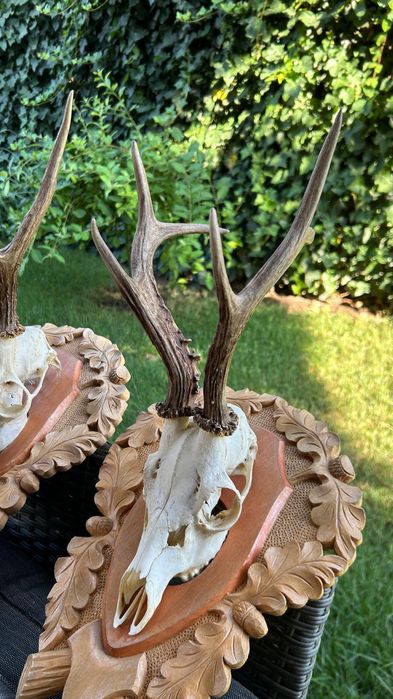 Trofee căprior cu panoplie