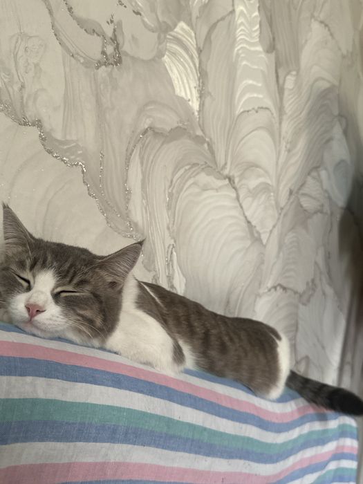 Отдам кошку в хоршие руки