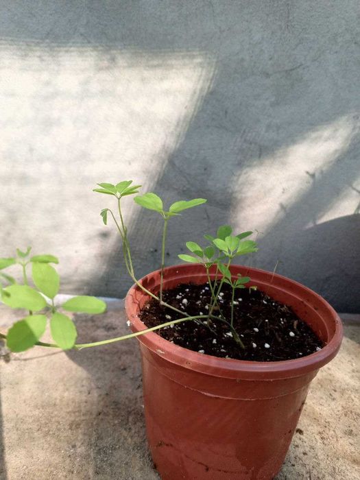 Эсклюзив. Саженцы Акебии или Шоколадной Лозы