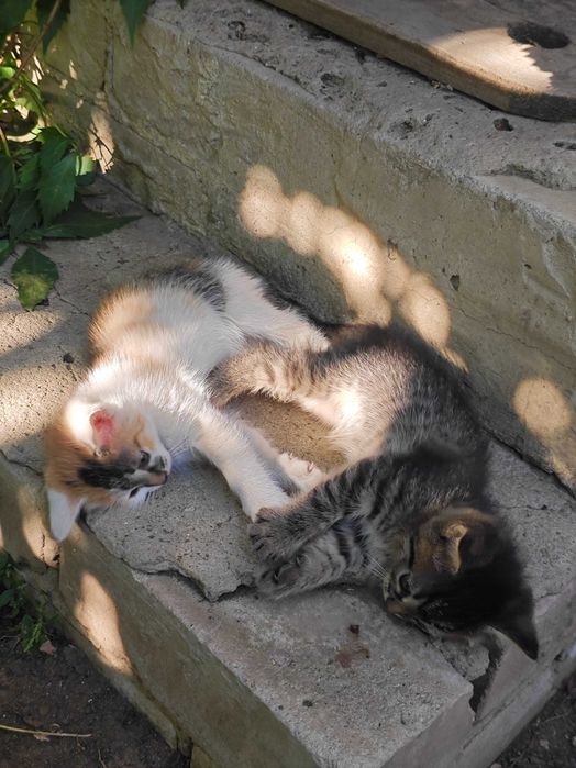 Отдаю котят в надёжные руки