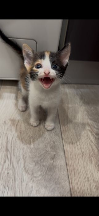 Отдам котенка в хорошие руки