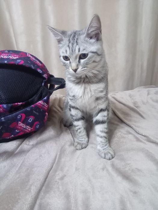 Одам котёнка добрые руки