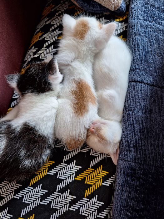 Отдам даром котят