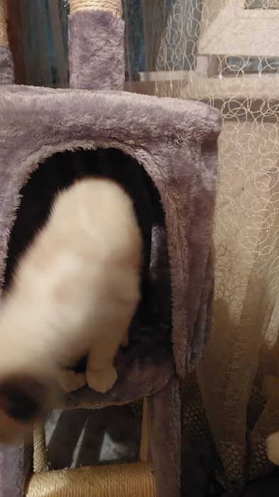 Продам кошачий домик