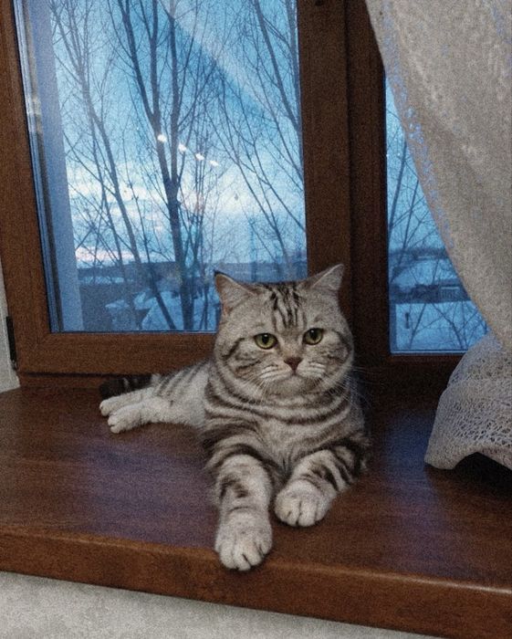 !Кот скоттиш-страйт ВЯЗКА!