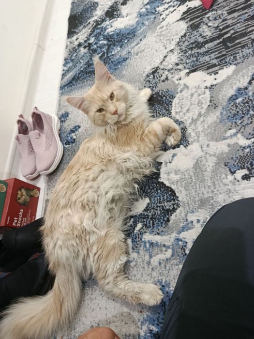 Maine coon mushuk кошка