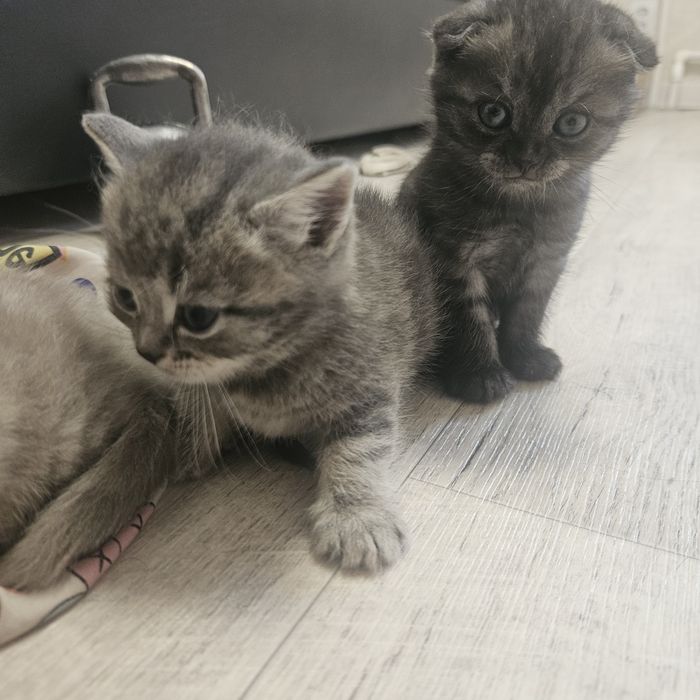 продам котят шатландцы