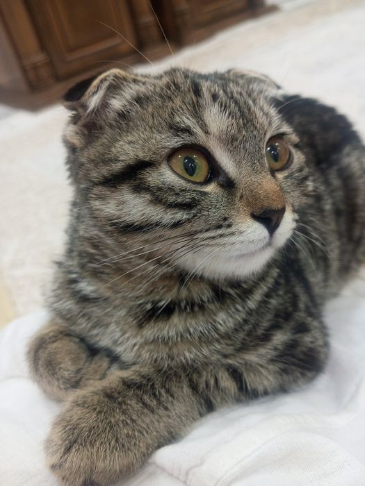 Котёнок пропал...