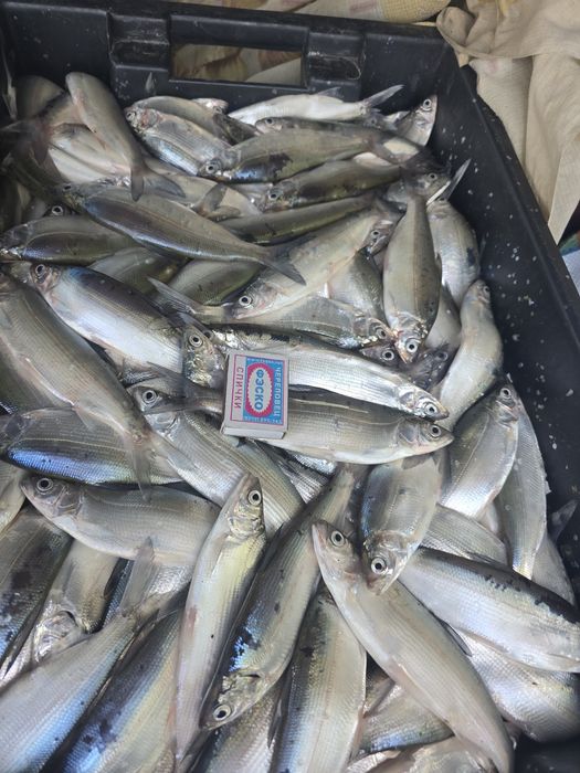 Продаётся ТОО с озером ОТРХ!!!