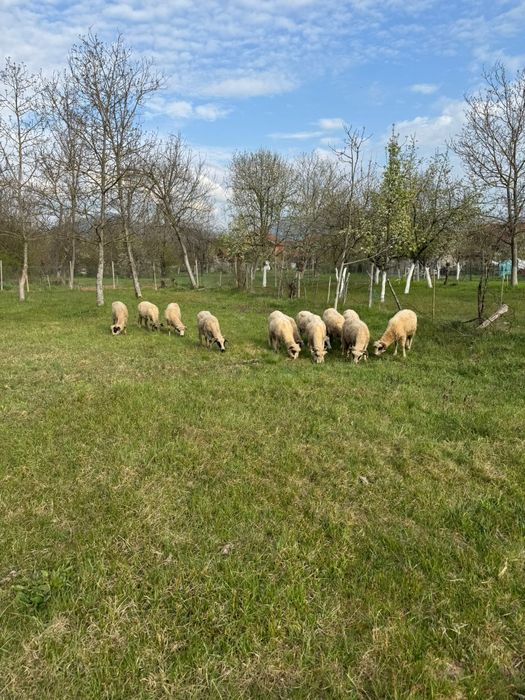 Se vinde 12 oițe  ‼️