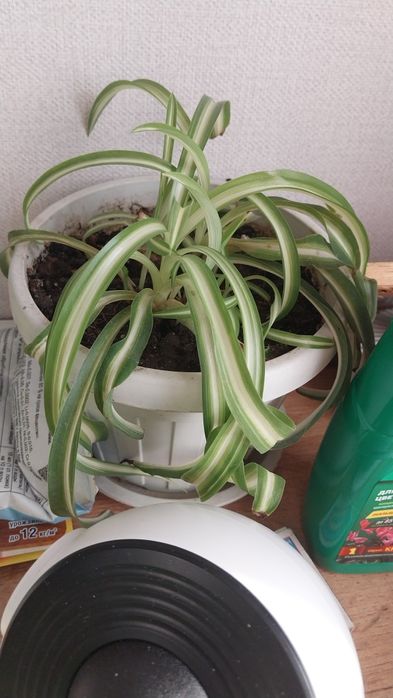 Продам цветы от 3000тг-6000