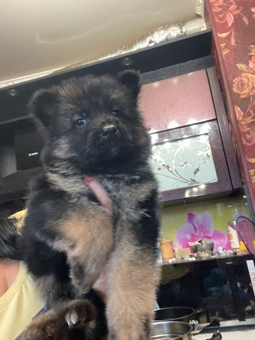 Щенки немецкой овчарки