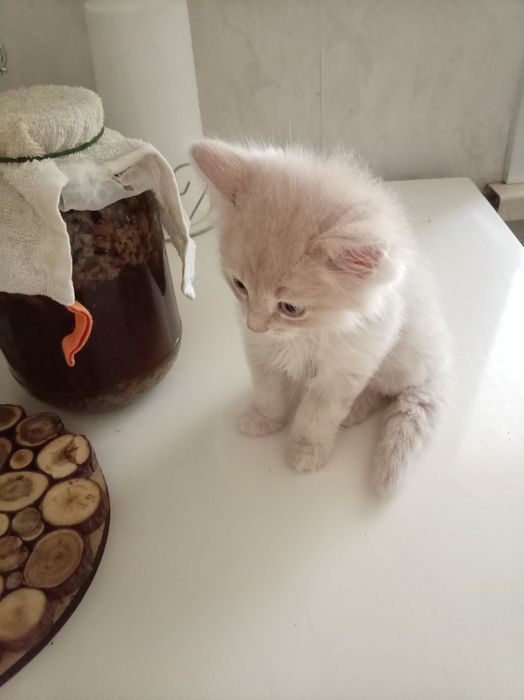 Отдам даром, мальчик 2 мес,