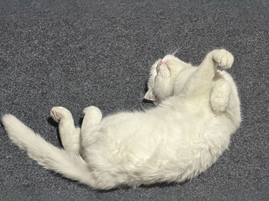 Продается Кошка с котятами