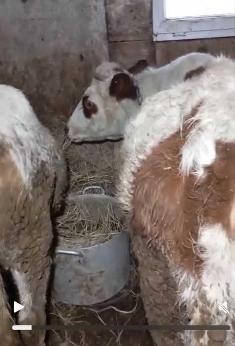 Продам 2 стельных телок