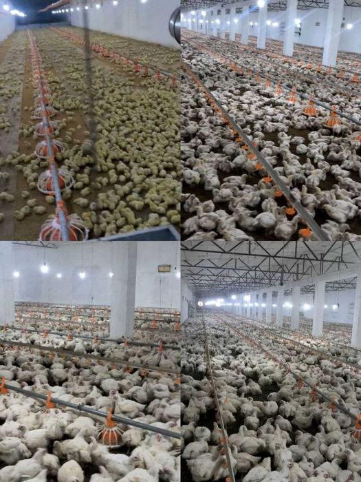 Продается птицеферма 2,4 ГА Сурум, Багиш, Куйичирчикский район.