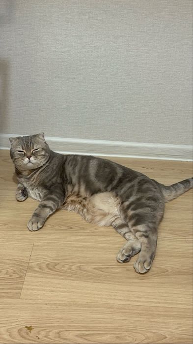 Отдам в хорошие руки кота