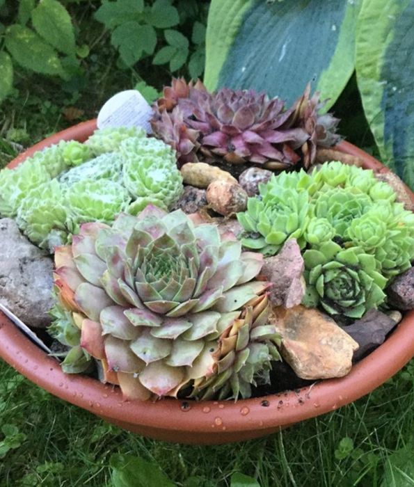 Комнатные цветы в горшках