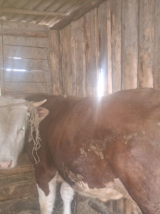 Продам быка 1,5 годовалого