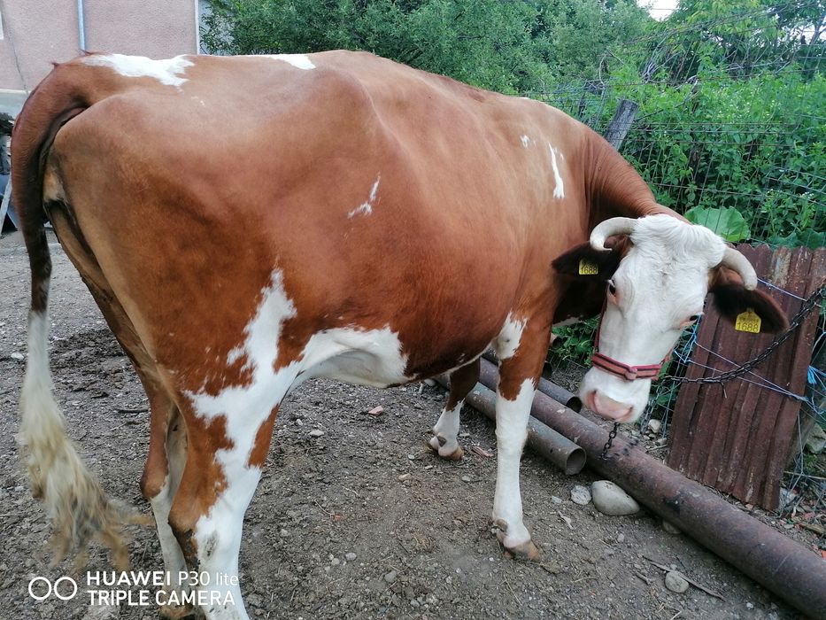 Vaca Red Holstein