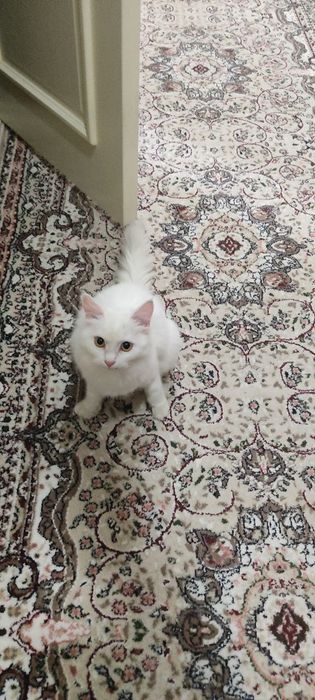 Стерелизованная киса ищет добрых ручек. Юнусабад