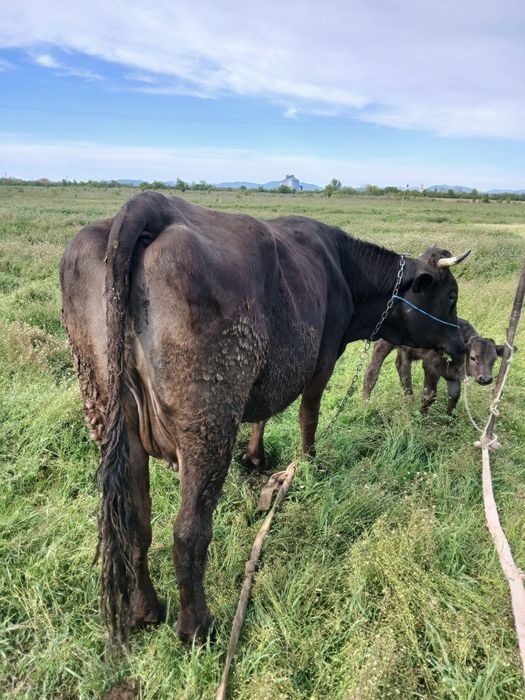 Vand 2 vaci brune de maramures  albele 4 ani cu  tauras ambele