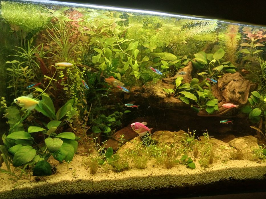 Plante acvariu la schimb cu pesti
