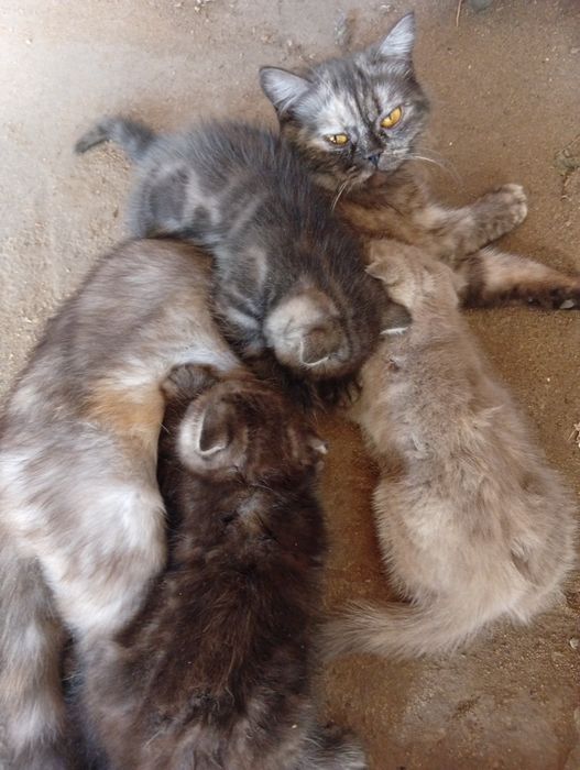 Продаются котята шотландцы