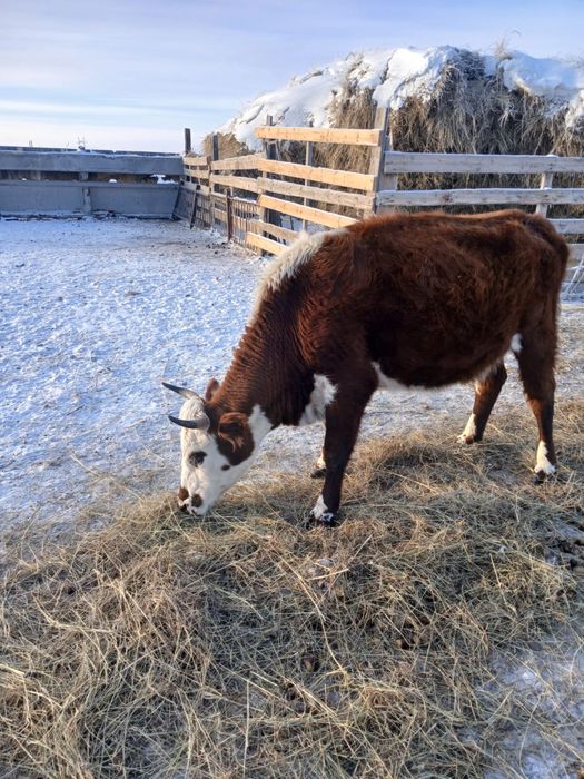 4 бас сиыр(буаз) ,2 жасар бука сатылады