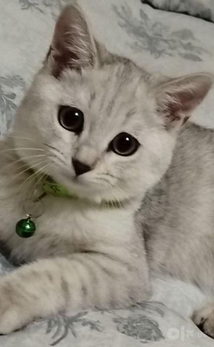 Серебристая шиншила
