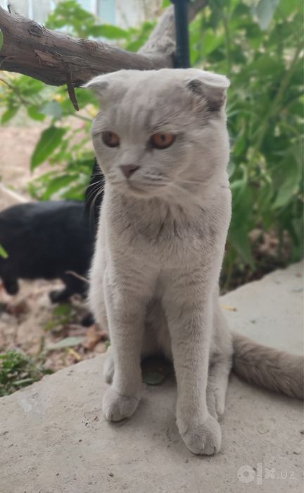 Mushuk seri kotta