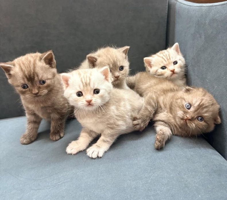 Кошка Скоттиш-фолд