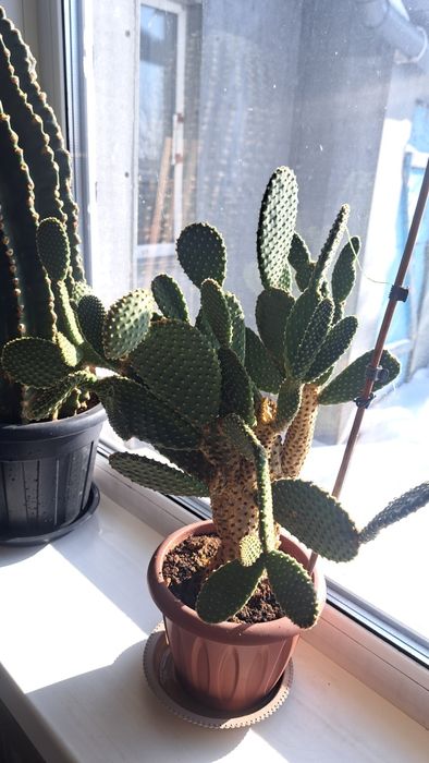 Кактус  Опунция.