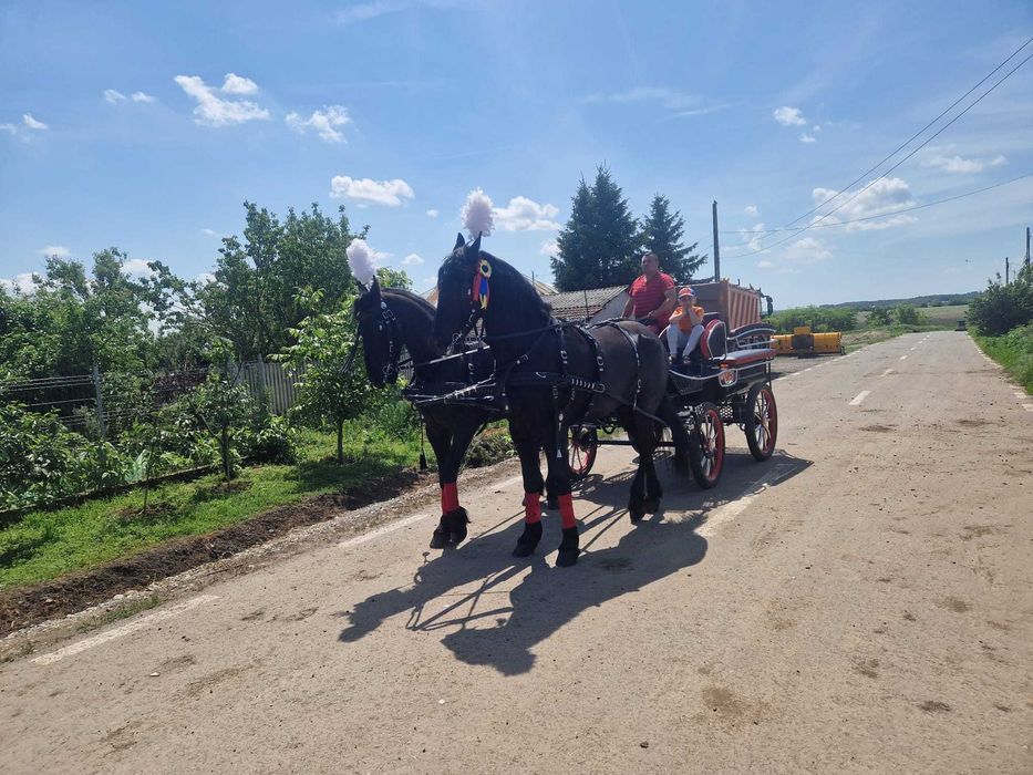 Iepe friesieni, maraton, hamuri si clopotei de vanzare