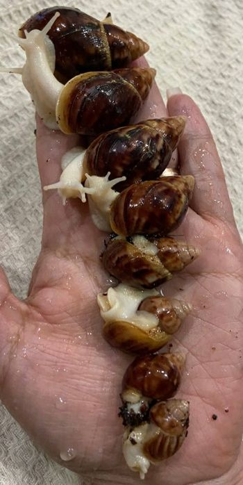 Соглом актив улиткалар бор сотувда