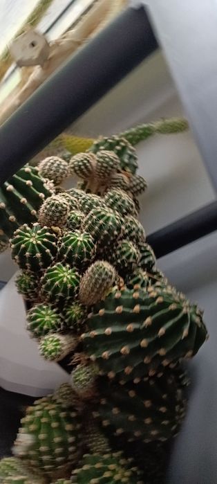 Кактуси, различни видове